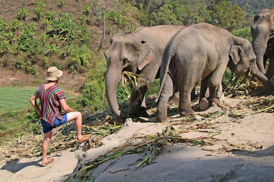 Rezerwat słoni w Tajlandii - karmienie słoni bambusem