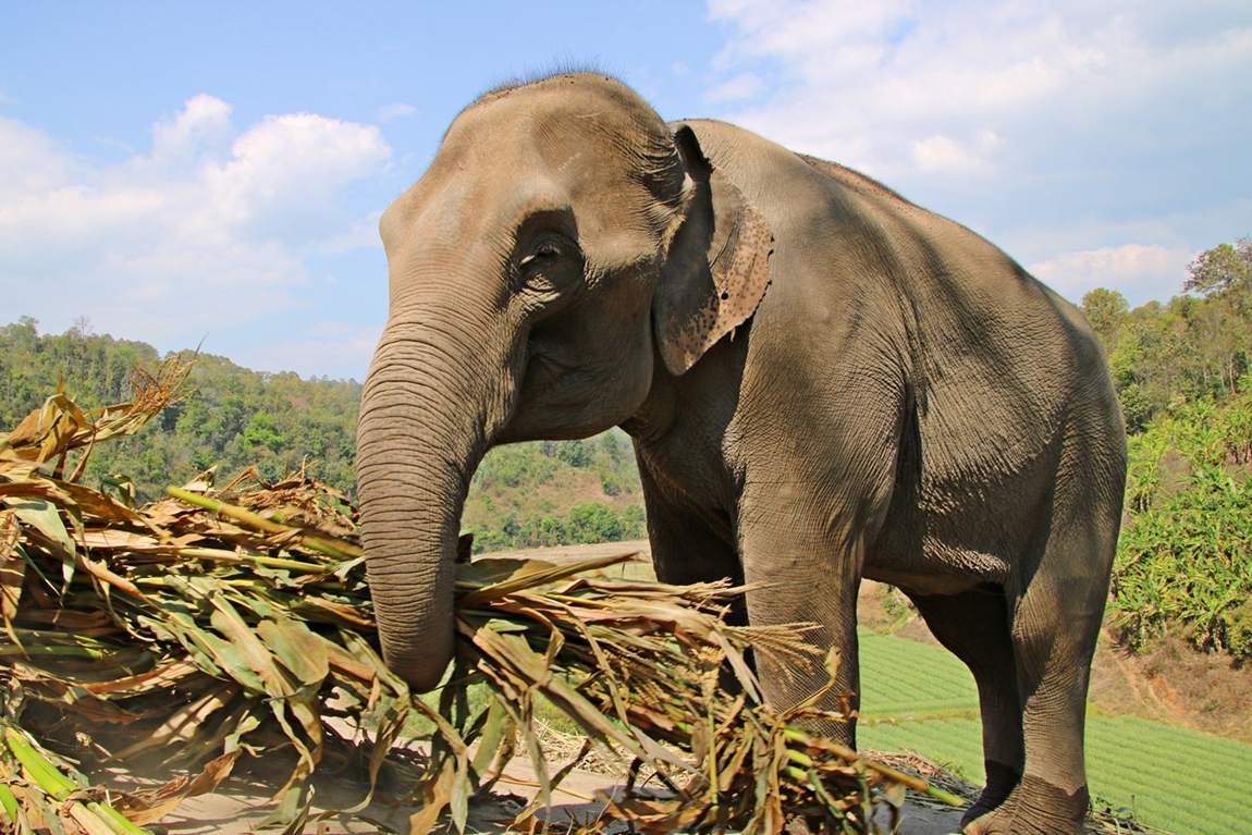 Rezerwat słoni w Tajlandii - słoń